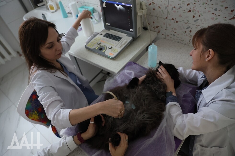 Фото: Донецкое агентство новостей