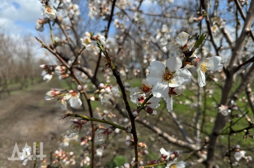 Фото: Донецкое агентство новостей