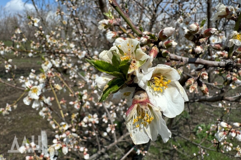 Фото: Донецкое агентство новостей