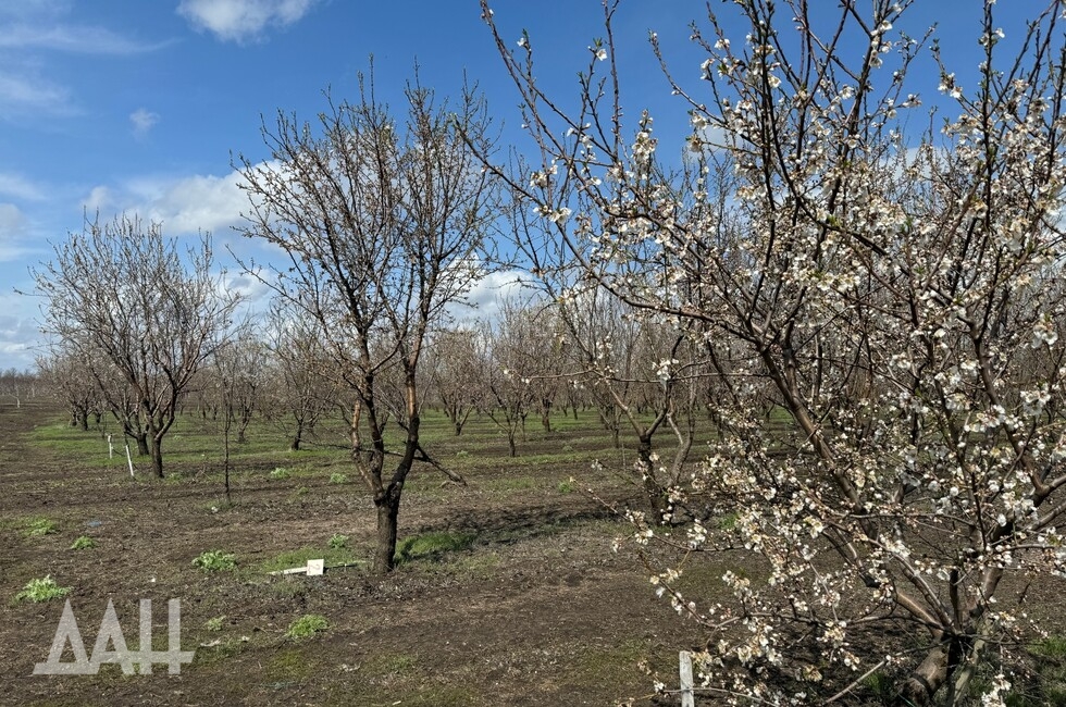 Фото: Донецкое агентство новостей
