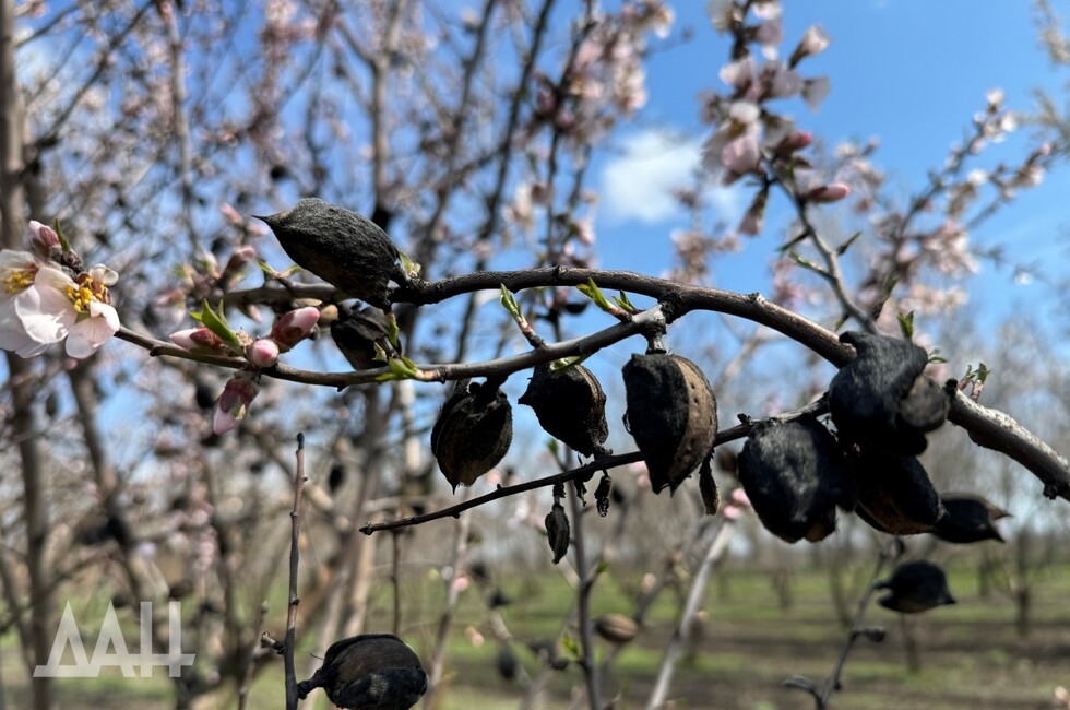 Фото: Донецкое агентство новостей