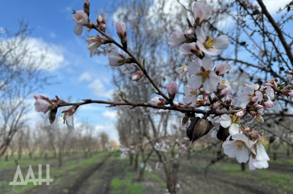 Фото: Донецкое агентство новостей