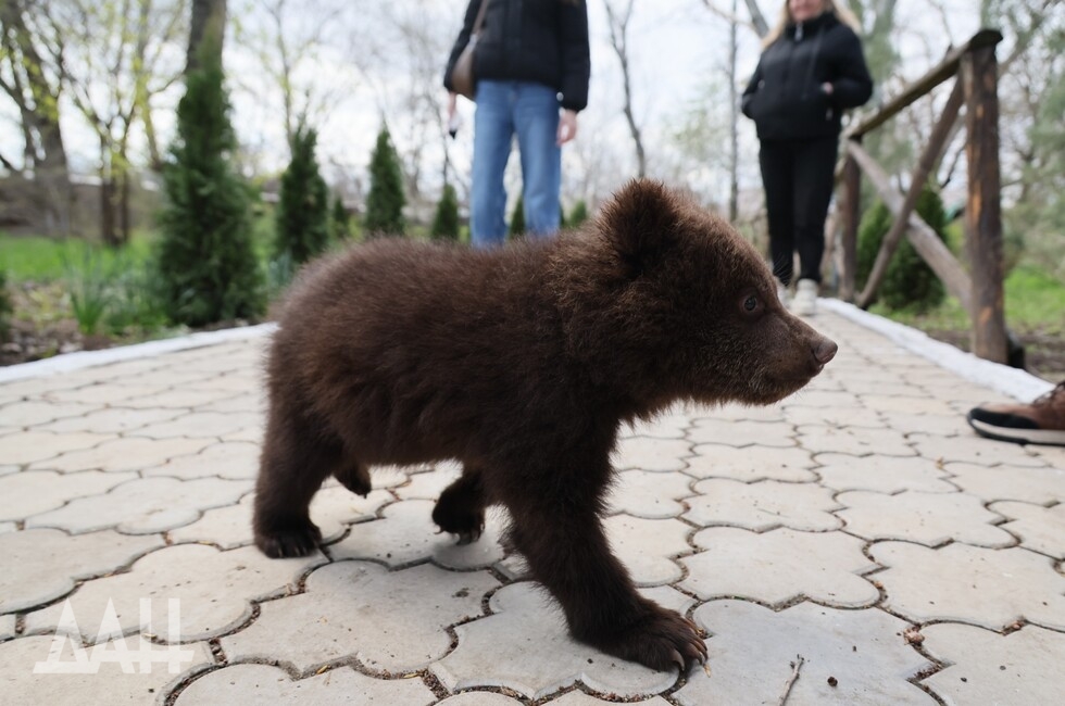 Фото: Донецкое агентство новостей
