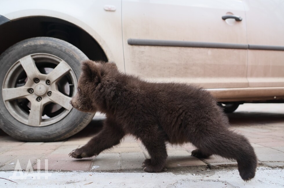 Фото: Донецкое агентство новостей