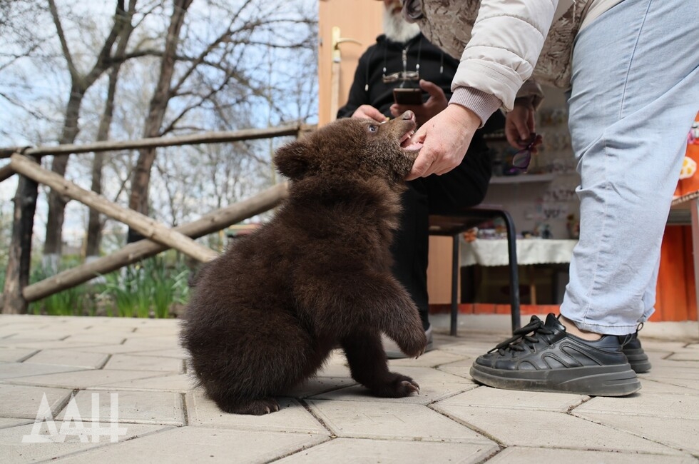 Фото: Донецкое агентство новостей