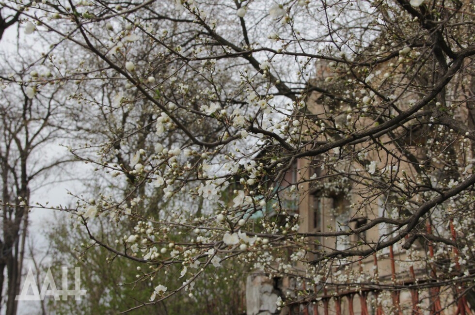 Фото: Донецкое агентство новостей