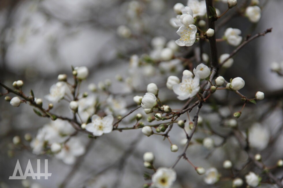 Фото: Донецкое агентство новостей