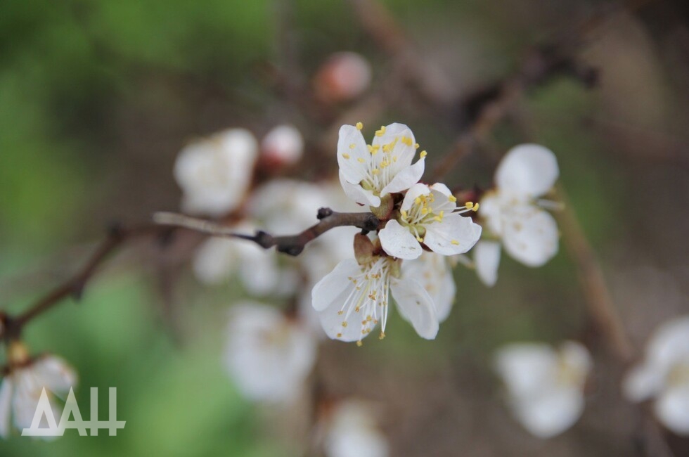 Фото: Донецкое агентство новостей