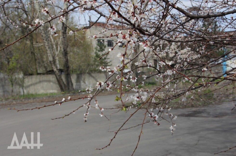 Фото: Донецкое агентство новостей