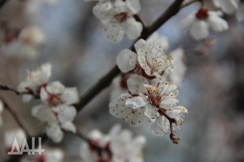 Фото: Донецкое агентство новостей
