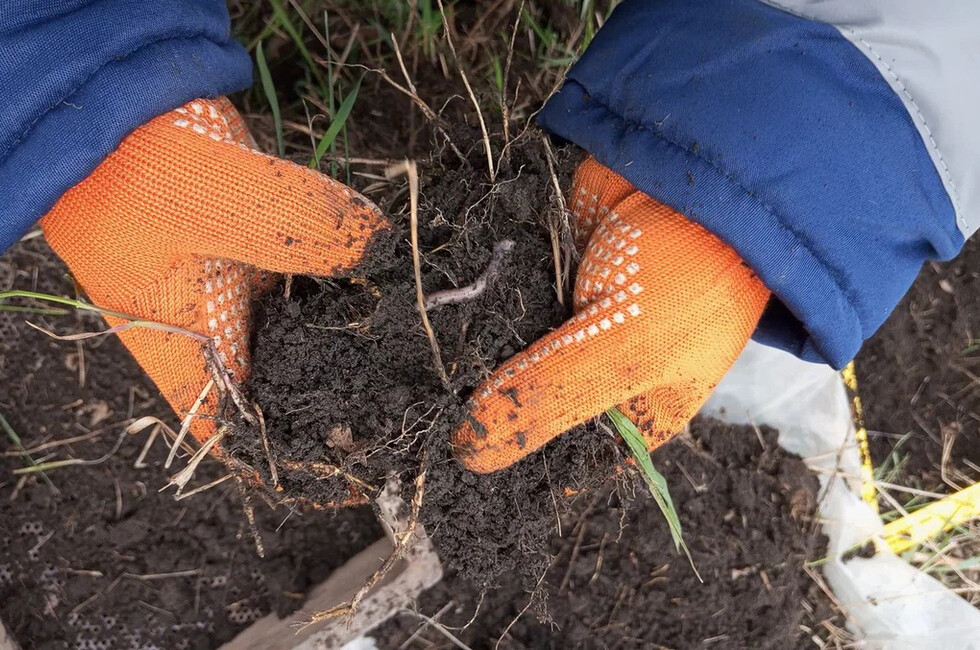 Фото: пресс-служба Россельхозцентра «Донецкий»