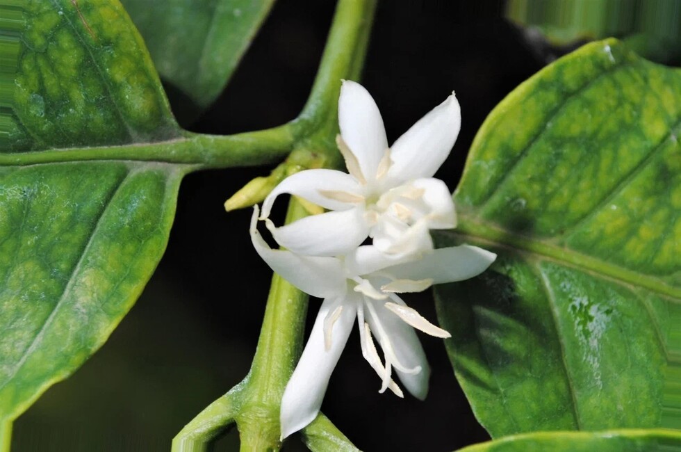 Фото: Донецкий ботанический сад