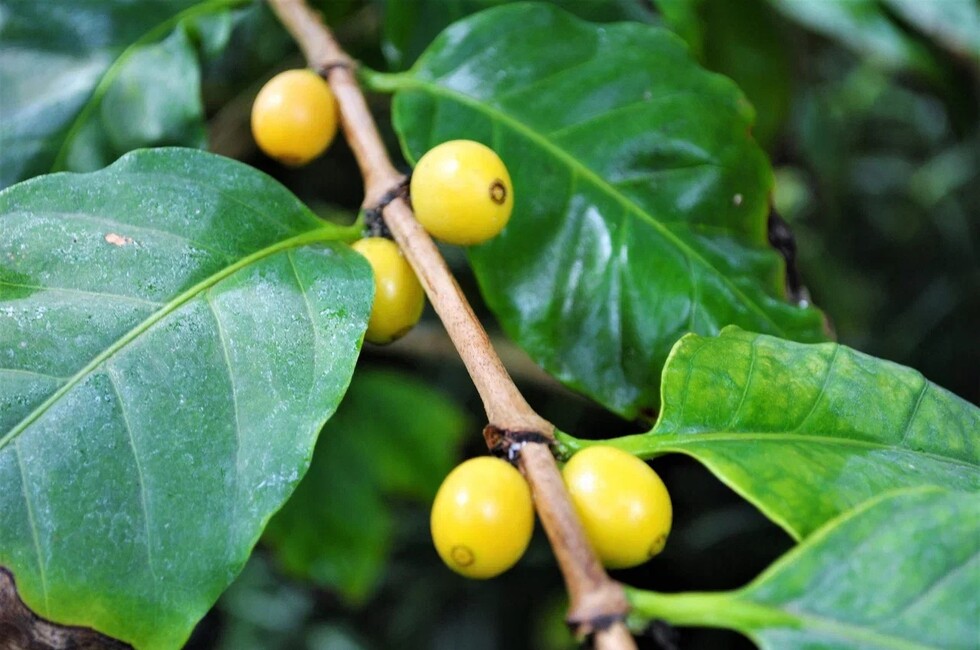 Фото: Донецкий ботанический сад