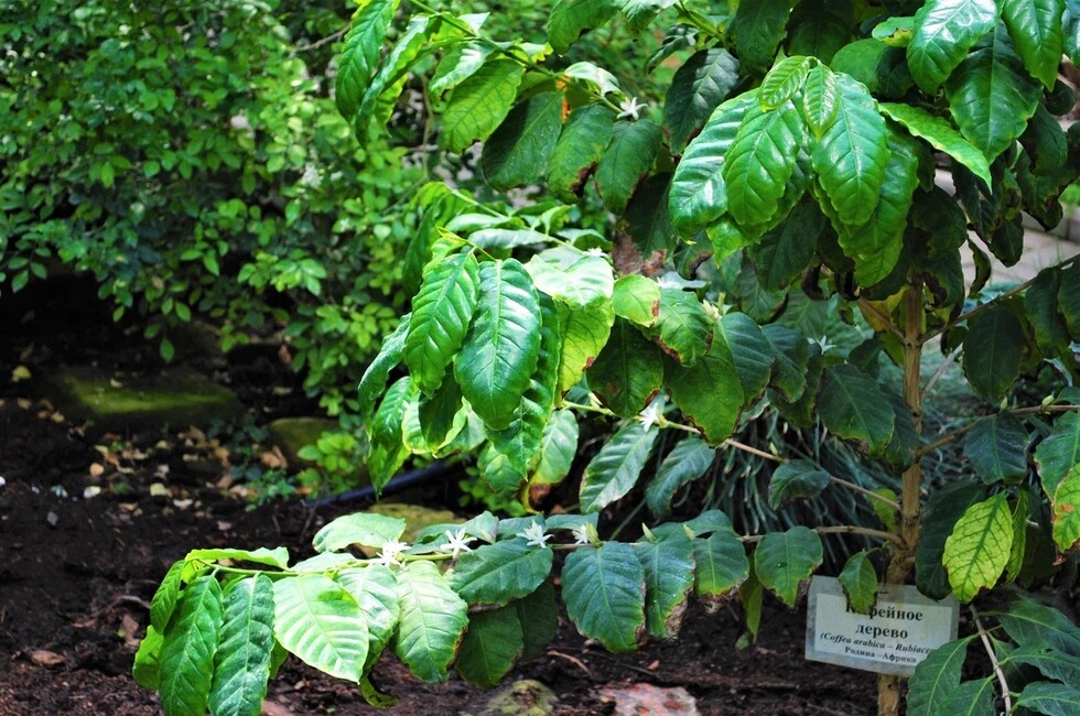 Фото: Донецкий ботанический сад