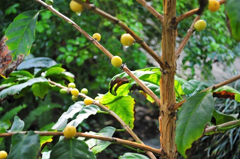 Фото: Донецкий ботанический сад