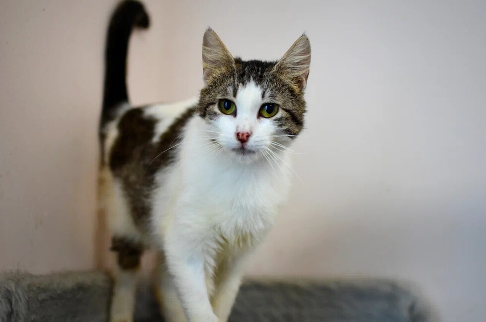 Фото: Донецкое региональное отделение ВСКС