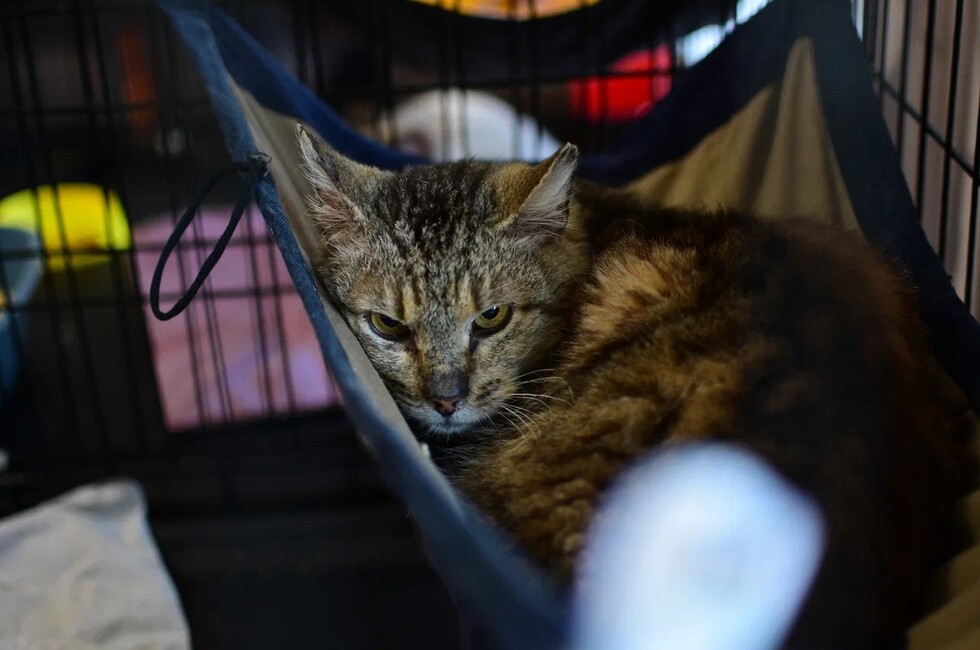 Фото: Донецкое региональное отделение ВСКС