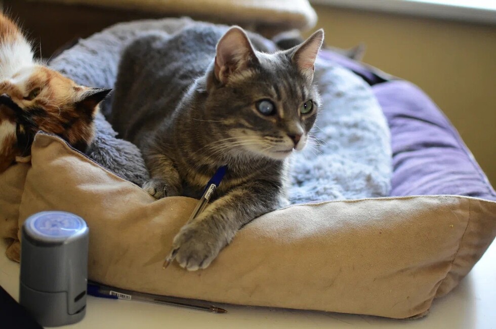 Фото: Донецкое региональное отделение ВСКС