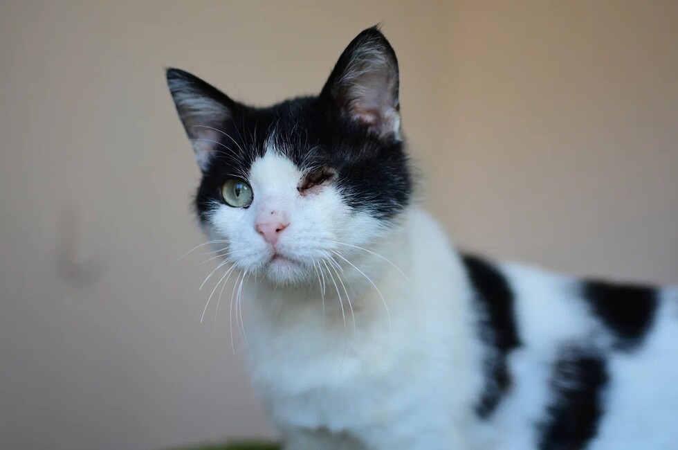 Фото: Донецкое региональное отделение ВСКС