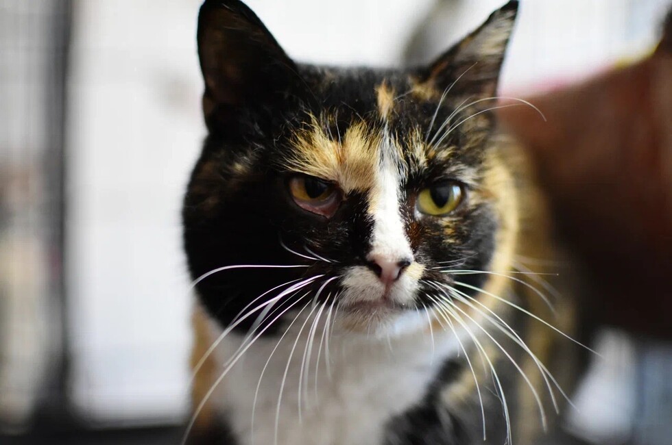 Фото: Донецкое региональное отделение ВСКС