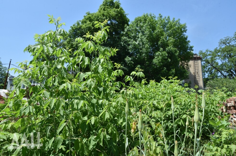 Фото: Донецкое агентство новостей