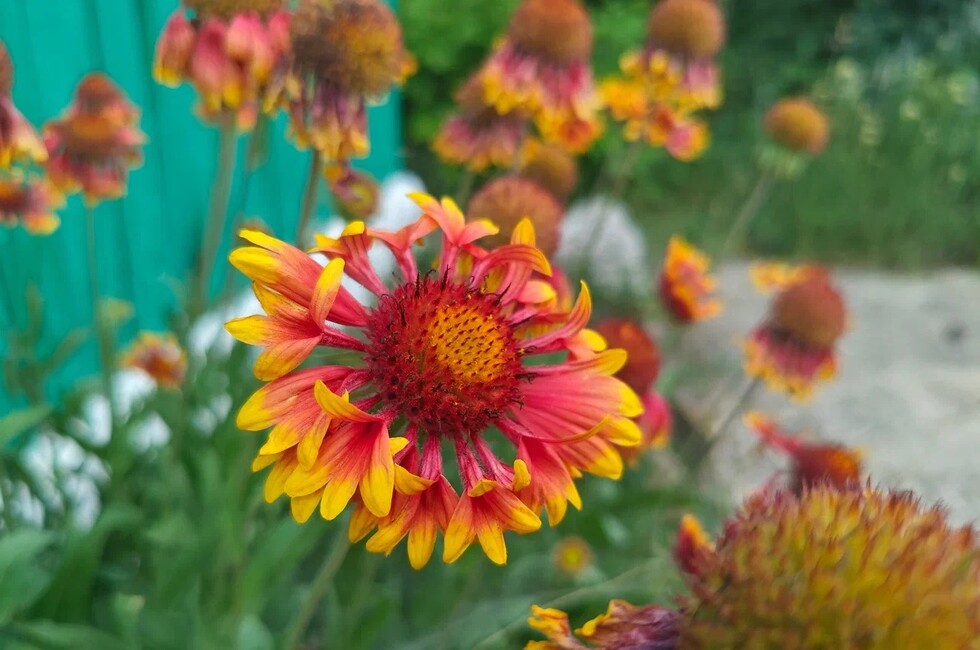 Фото: пресс-служба филиала Россельхозцентра «Донецкий» 