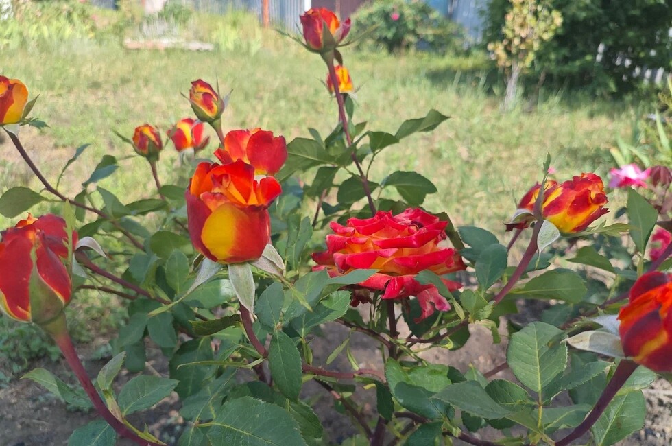 Фото: пресс-служба филиала Россельхозцентра «Донецкий» 