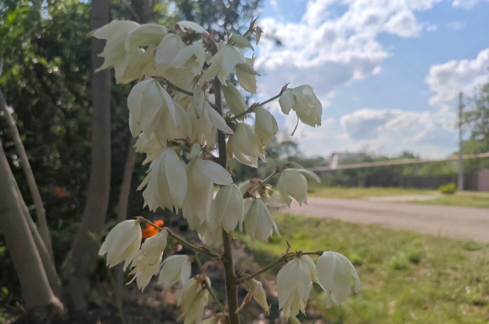 Фото: пресс-служба филиала Россельхозцентра «Донецкий» 