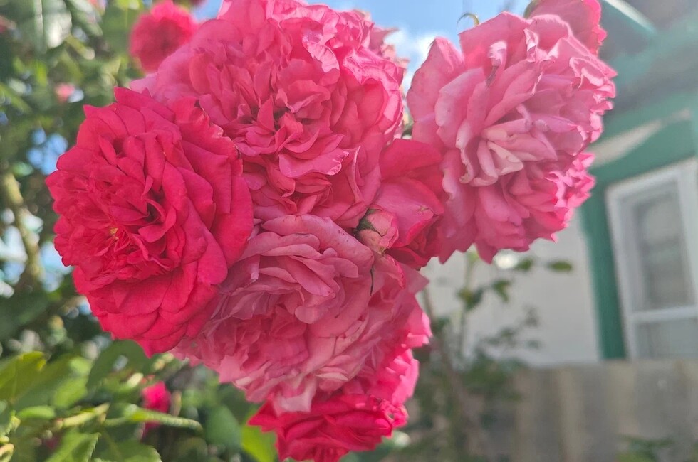 Фото: пресс-служба филиала Россельхозцентра «Донецкий» 