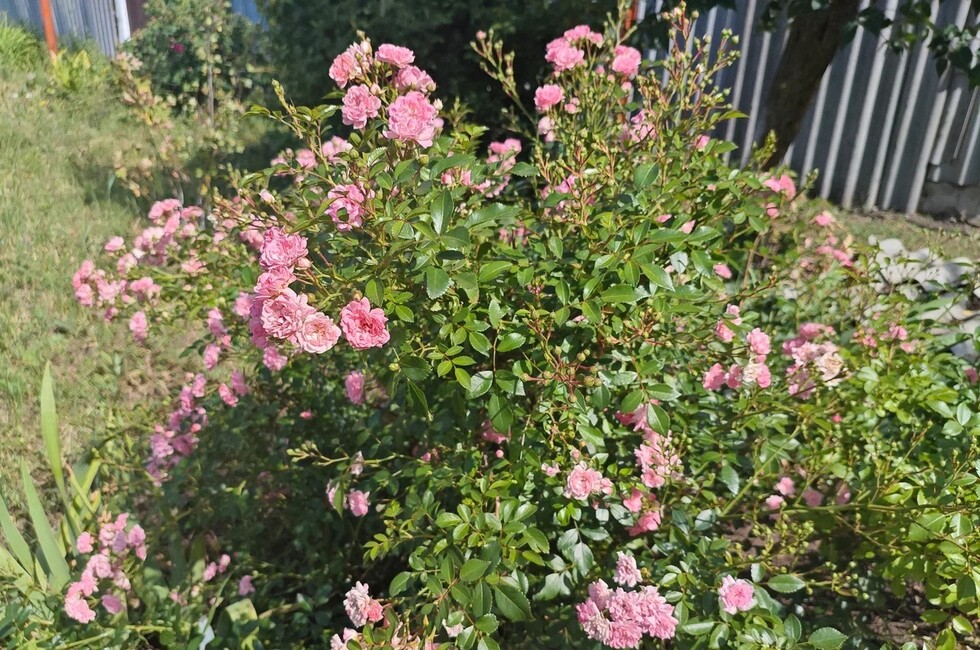 Фото: пресс-служба филиала Россельхозцентра «Донецкий» 