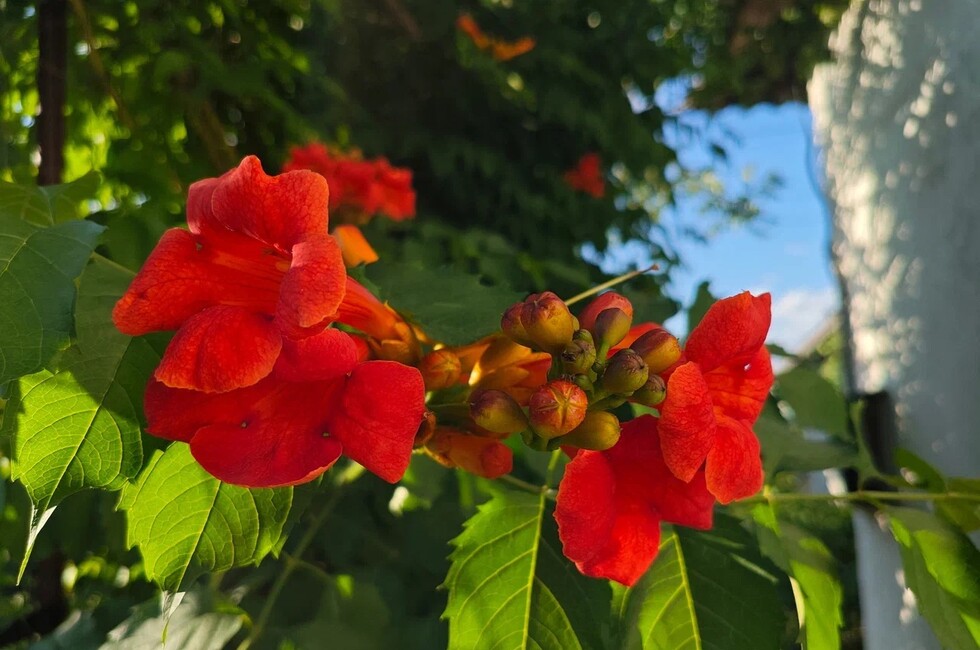 Фото: пресс-служба филиала Россельхозцентра «Донецкий» 