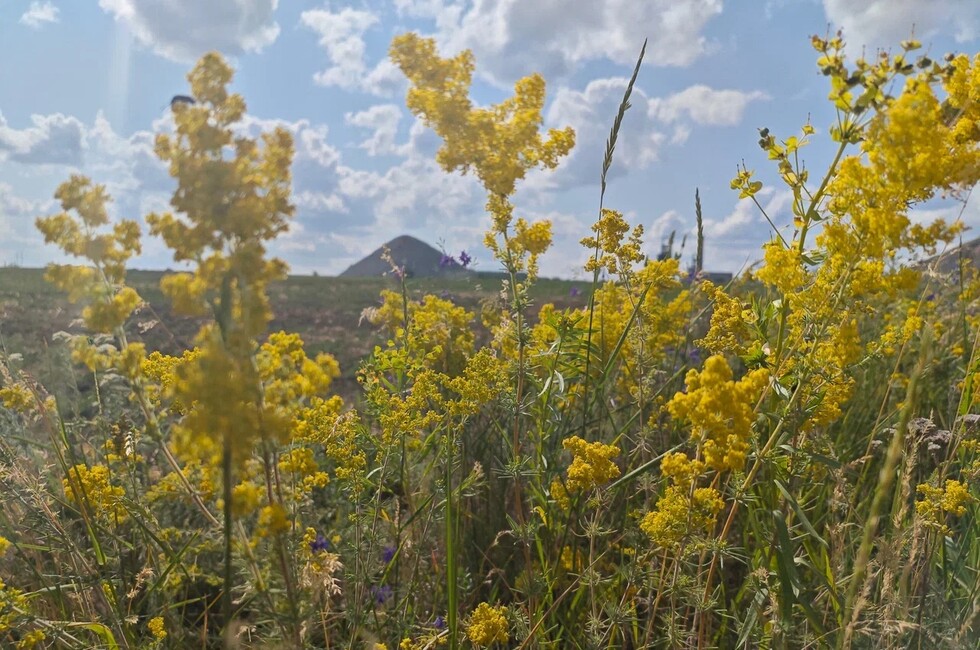 Фото: пресс-служба филиала Россельхозцентра «Донецкий» 