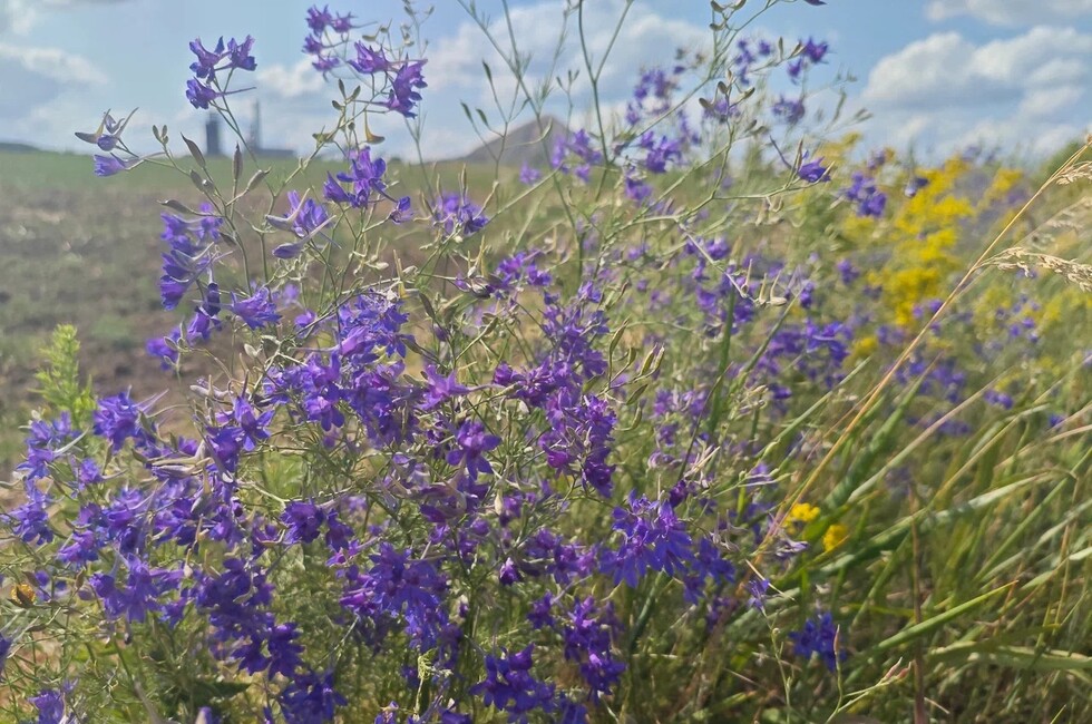 Фото: пресс-служба филиала Россельхозцентра «Донецкий» 
