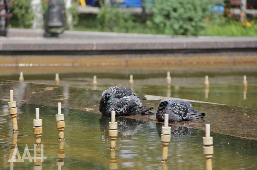 Фото: Донецкое агентство новостей