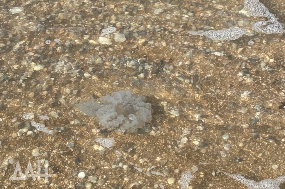 Фото: Донецкое агентство новостей