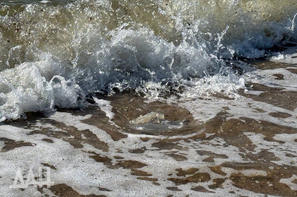 Фото: Донецкое агентство новостей