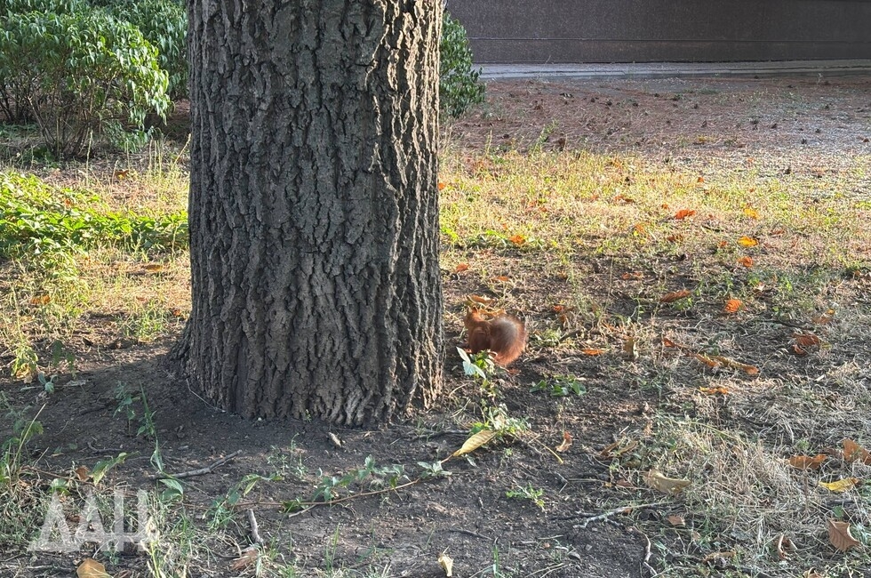 Фото: Донецкое агентство новостей