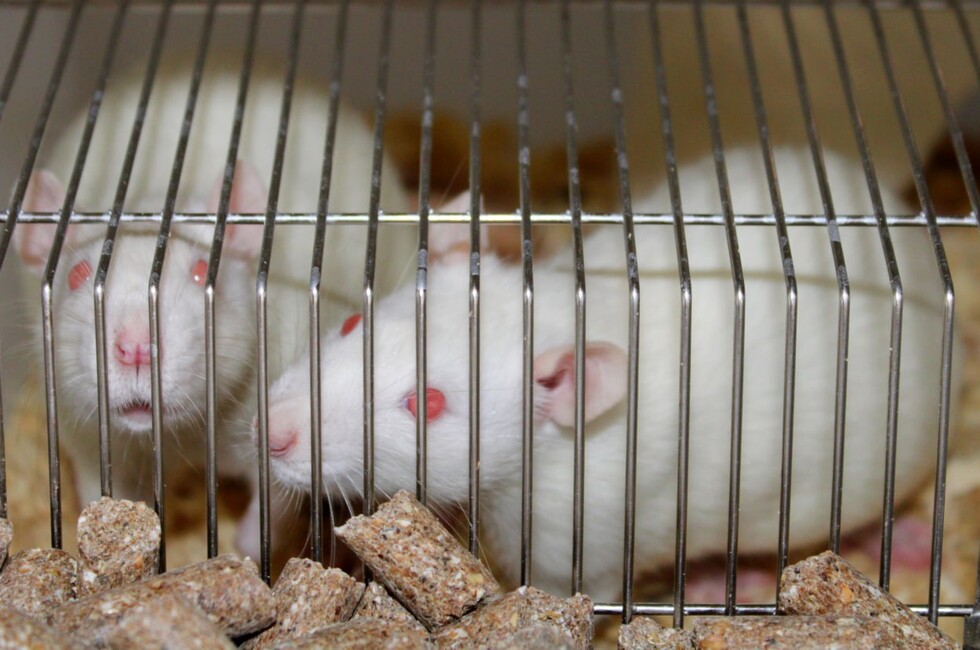 Фото: пресс-служба ИНВХ