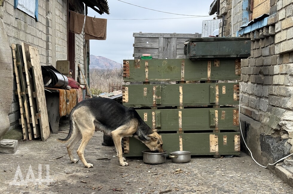 Фото: Донецкое агентство новостей