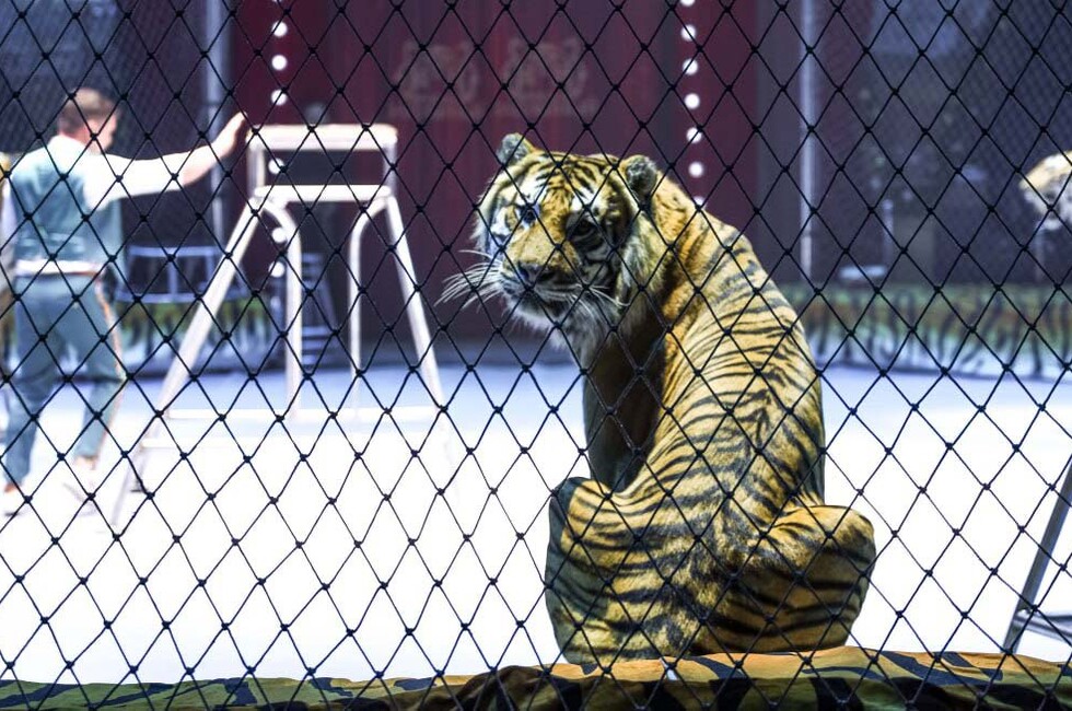 Фото: Луганский Информационный Центр/Анастасия Стеценко