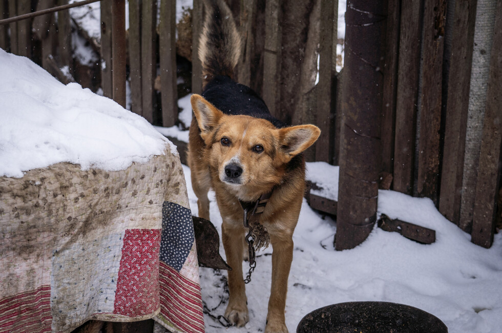 Фото: «Народная дружина» ДНР