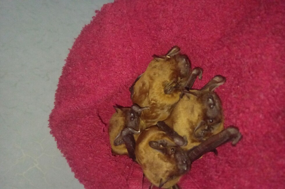 Фото: "Помощь диким животным ДНР и ЛНР"