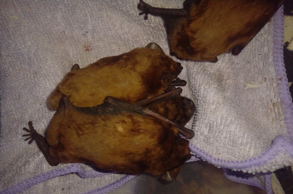 Фото: "Помощь диким животным ДНР и ЛНР": 