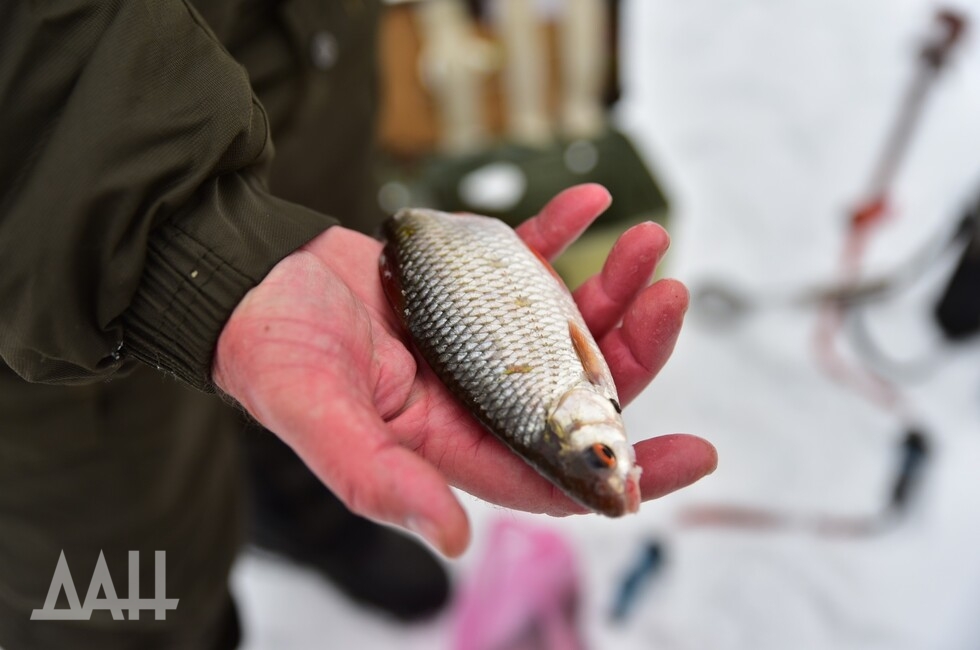 Фото: Донецкое агентство новостей