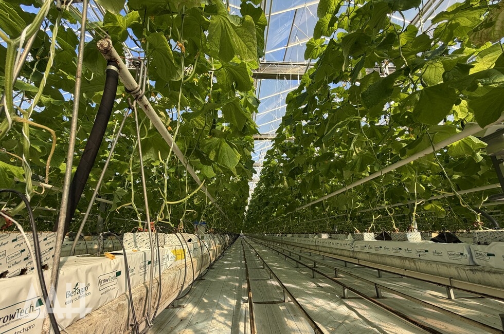 Фото: Донецкое агентство новостей