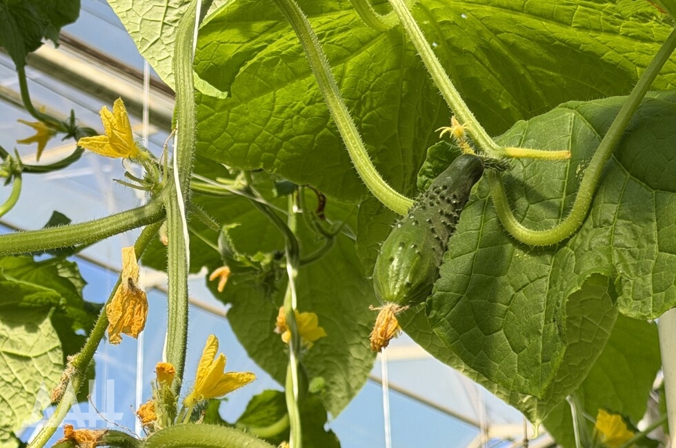 Фото: Донецкое агентство новостей