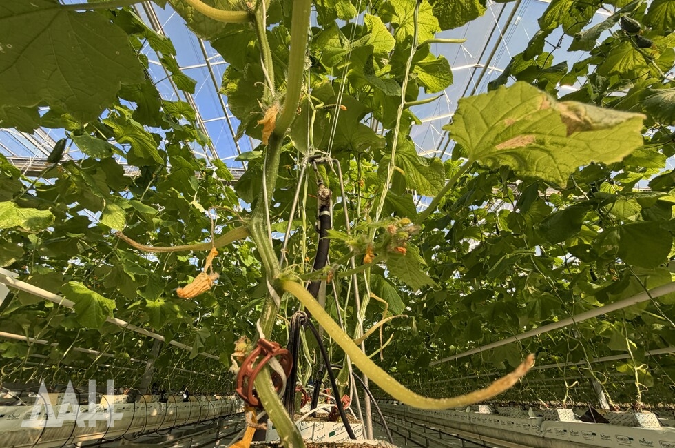 Фото: Донецкое агентство новостей