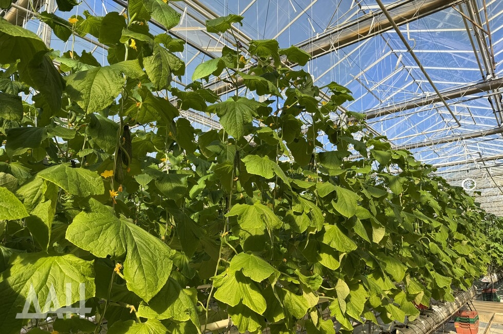 Фото: Донецкое агентство новостей