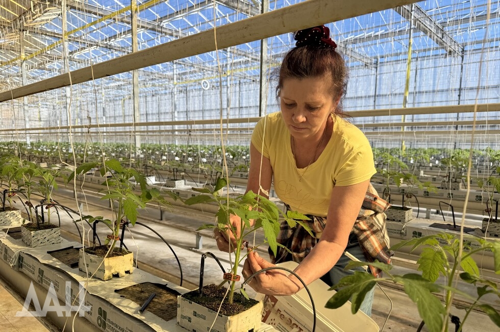 Фото: Донецкое агентство новостей