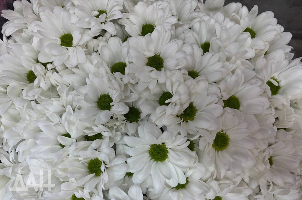 Фото: Донецкое агентство новостей